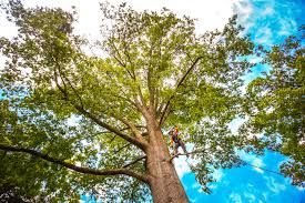 Trusted La Honda, CA Tree Services Experts