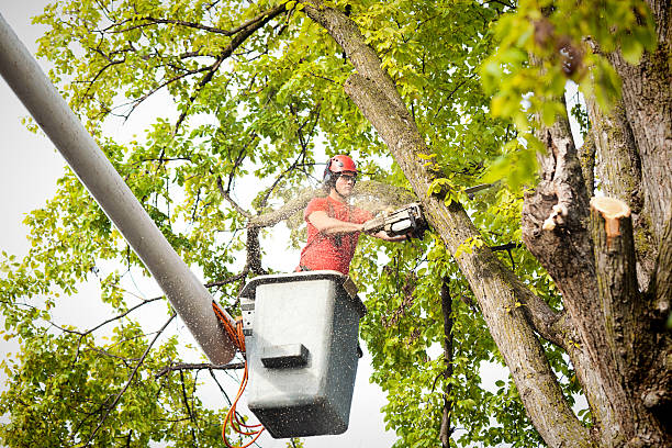 How Our Tree Care Process Works  in  La Honda, CA